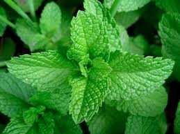 peppermint essential oil
