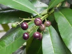 Allspice Essential Oil