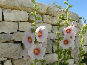 hollyhock