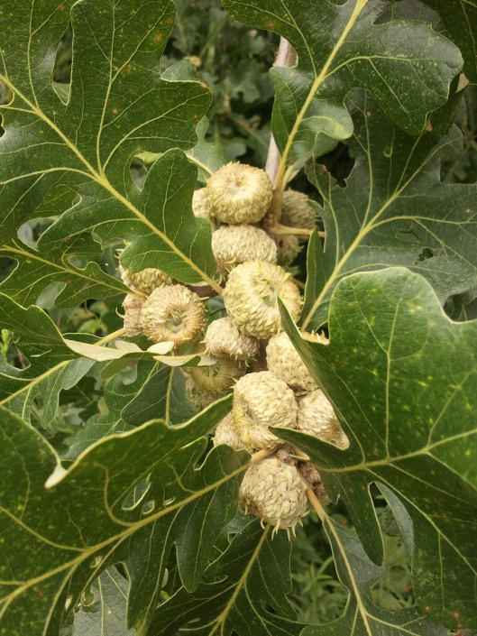young Chinkapin Oak acorns