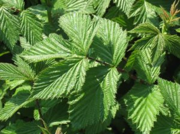 Meadowsweet tea recipe