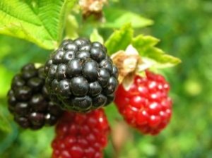 A herbal tidbit about the Blackberry 