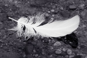 Coincidence, or Communication?