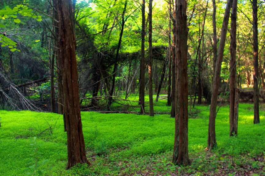 A Green Witch’s Guide to Nature&nbsp;Walks