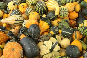 gourds