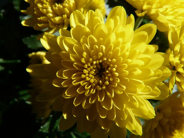 Chrysanthemum