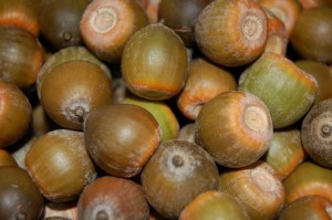 Oak and Acorn Magick