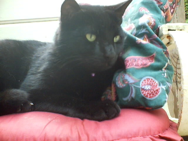 Houzz Pets: 50 Cats Cozy Up at&nbsp;Home