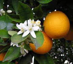 Sweet Orange Essential&nbsp;Oil