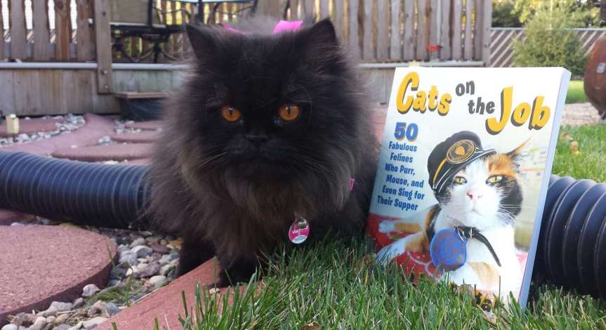 Book Review – Cats on the Job, Starring Angel&nbsp;Eyes