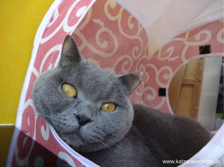 Cat Travel: Neko Maru Cat Cafe – 猫まるカフェ Ueno Part&nbsp;3