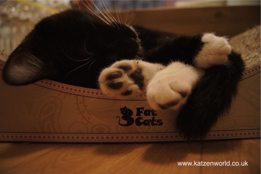 Cat Travel: Lady Dinah’s Cat Emporium – The&nbsp;KITTENS