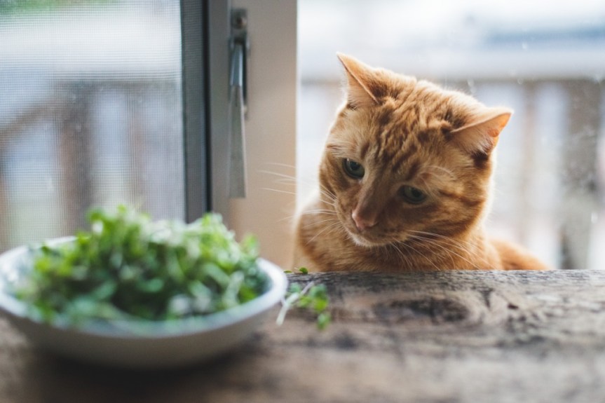 Guest Post: Can a cat remain healthy on a vegan&nbsp;diet?