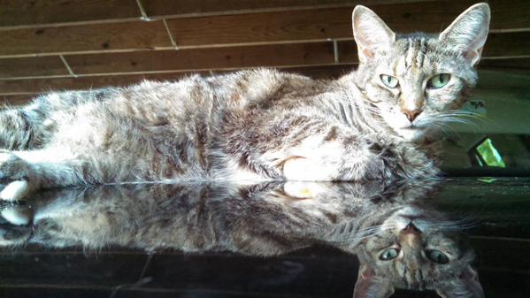 Purrsday Poetry: Haiku for Thor the Tabby by&nbsp;Grayson