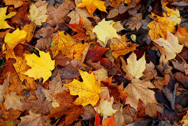 5 Ways to Put Fall Leaves to Work in Your&nbsp;Garden