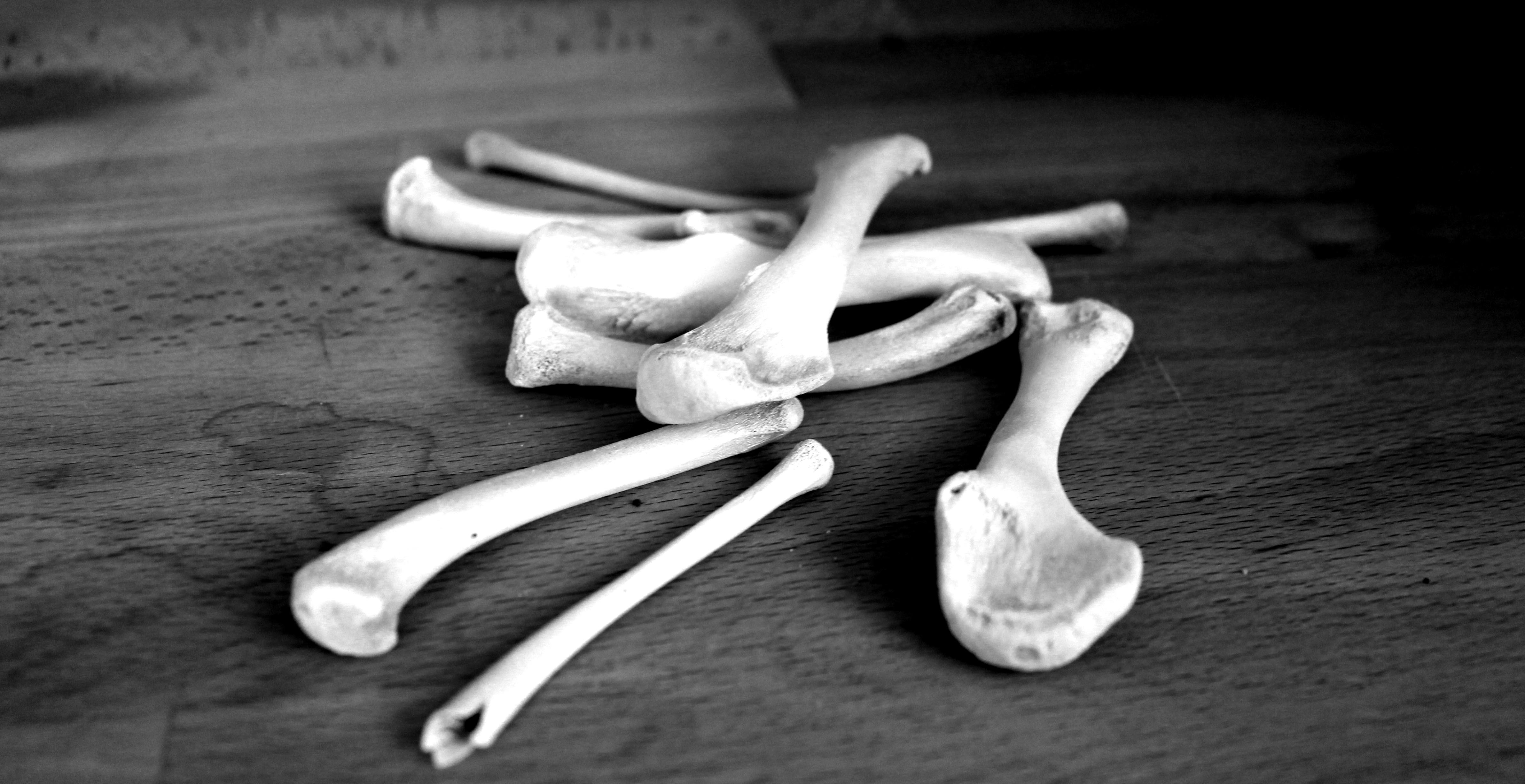 The Ancient Art of Bone Reading – Ravenhawks' Magazine Magick for Mind ...