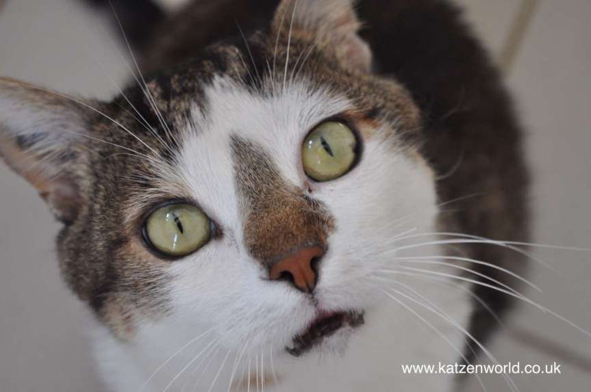 Guest Post: Cat Cuddling in&nbsp;Carcassonne