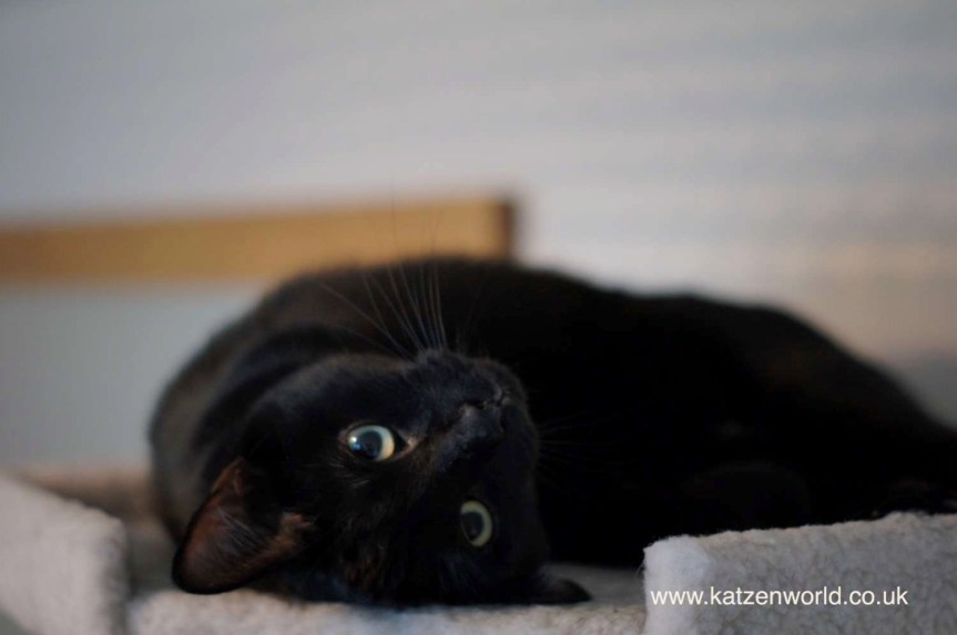 Infographic: 17 reasons to own a black&nbsp;cat