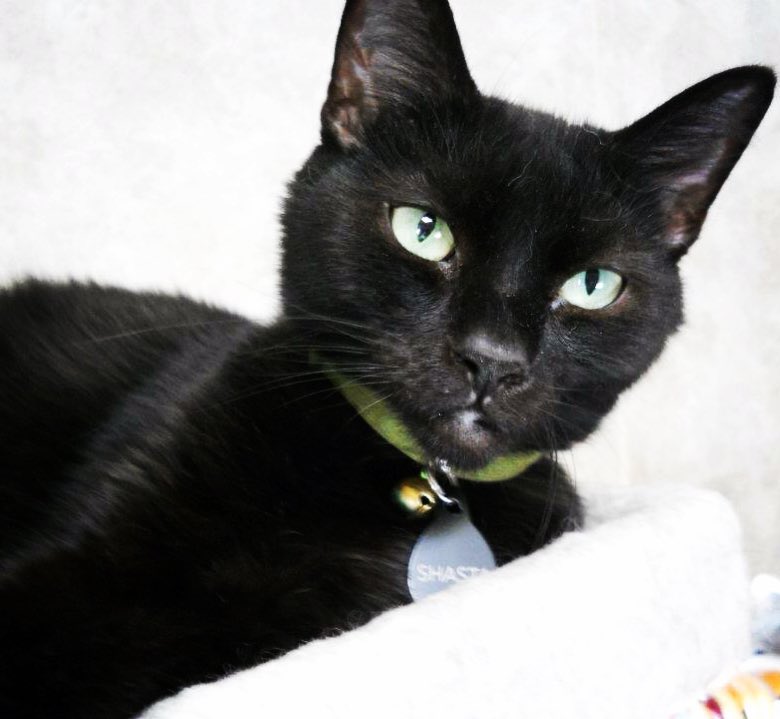 Purrsday Poetry: Haiku Collection by ANGIE&nbsp;TONUCCI