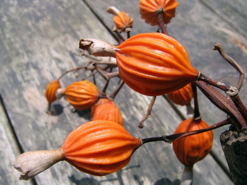 8 Ways to Embrace the Wonder of&nbsp;Fall