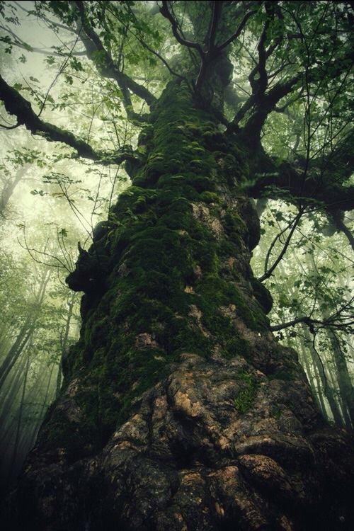 Peace Lies Deep Within the&nbsp;Forest