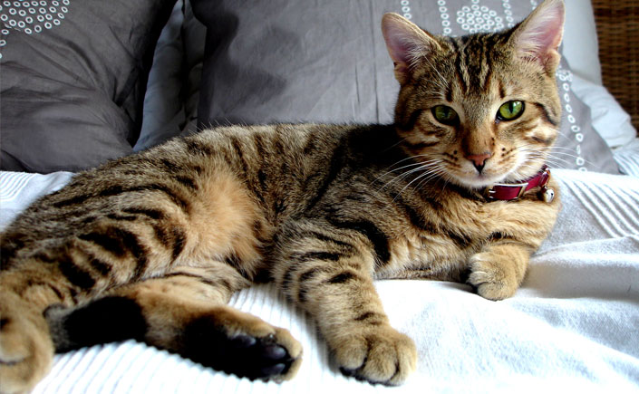 Tips & Advice: Controlling Fleas and Ticks for&nbsp;cats