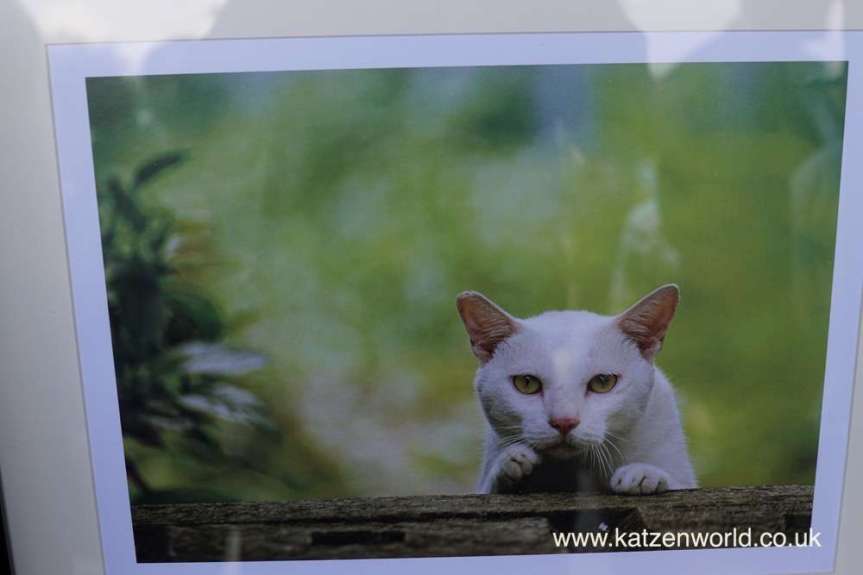 Worldwide Giveaway: International Cat Care Calendar – Beauty of&nbsp;Cats
