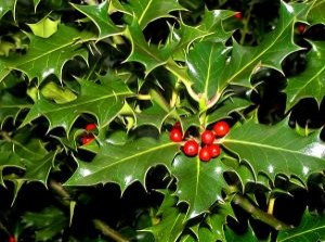 Symbol of Yule: Holly Mistletoe and Bayberry Candles