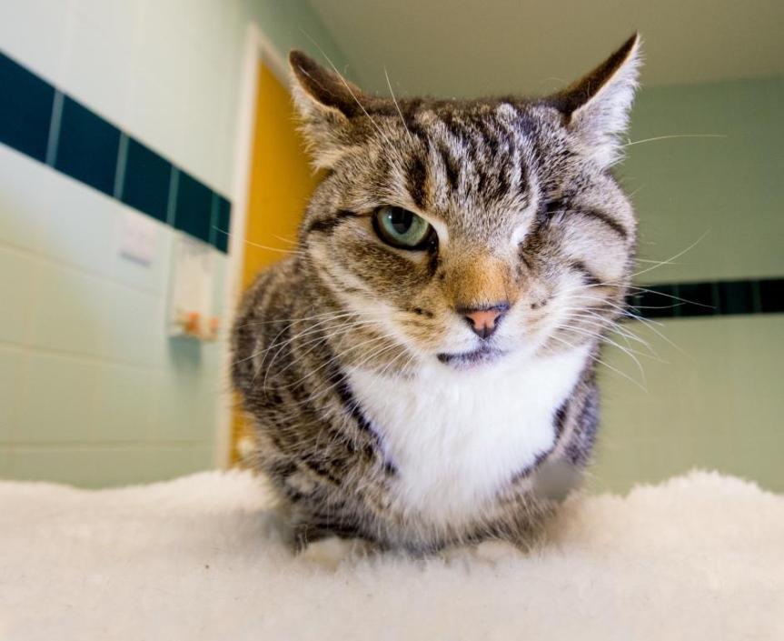 Charity Mews: Miracle pet&nbsp;survivors