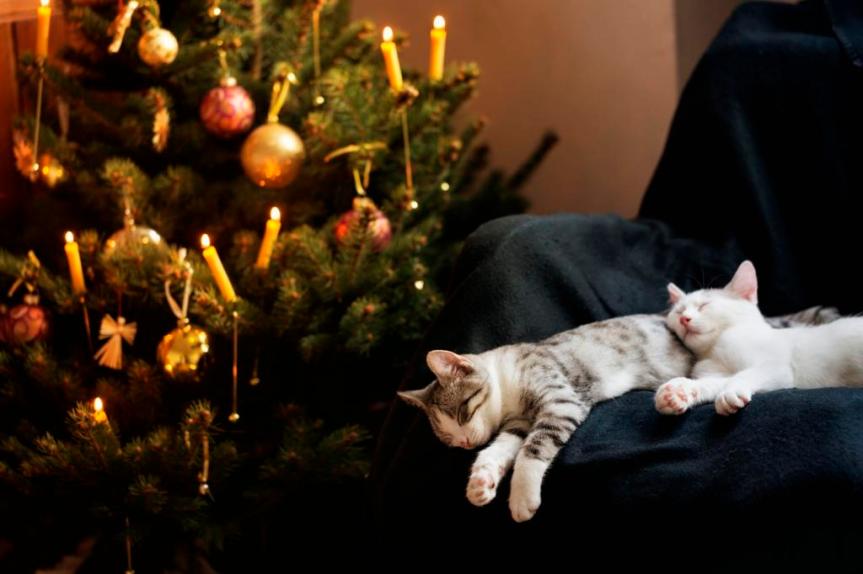 Tips & Advice: Cats versus Christmas&nbsp;Trees