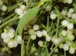 Symbol of Yule: Holly Mistletoe and Bayberry Candles