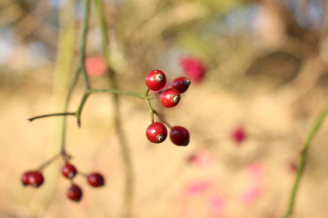 10 Ways to Celebrate&nbsp;Yule