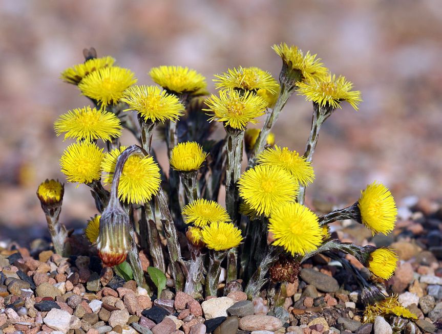 Magickal Correspondence for&nbsp;Coltsfoot