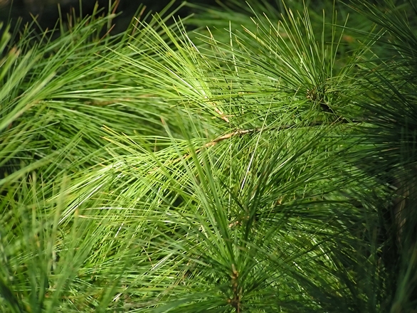 Soothing healing Pine