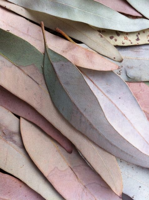 Ingredient Spotlight: Eucalyptus