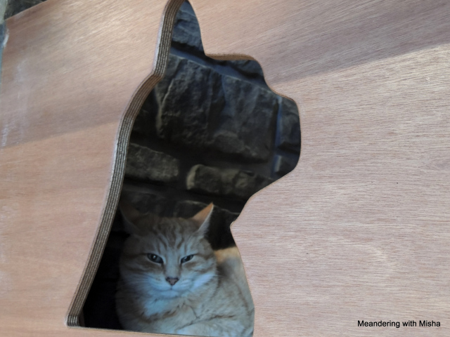 Cat Travel: The Seattle&nbsp;Meowtropolitan