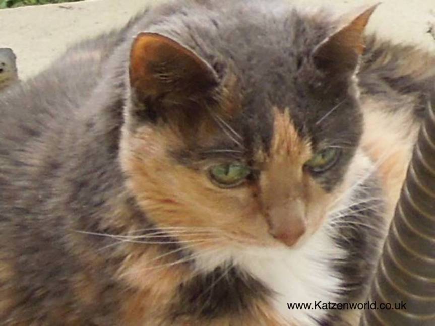 Guest Star: Fluffin the 20 year old&nbsp;kitty!