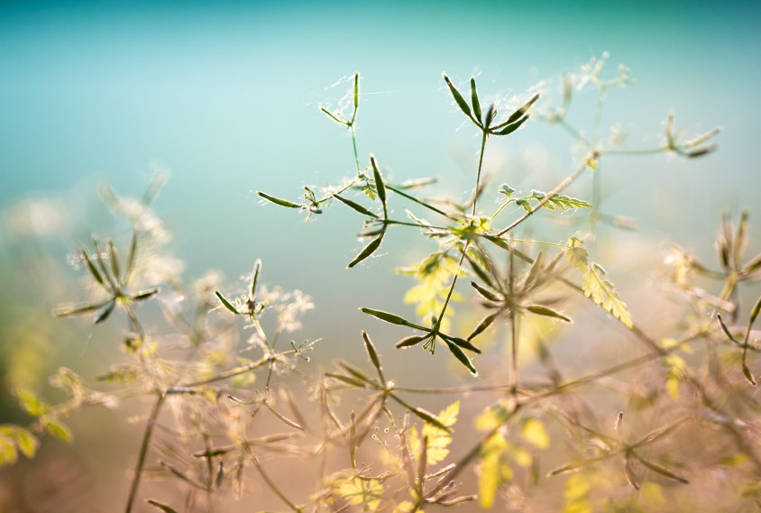 Nature Spirituality From the Ground Up: Exploring the Totemic Ecosystem