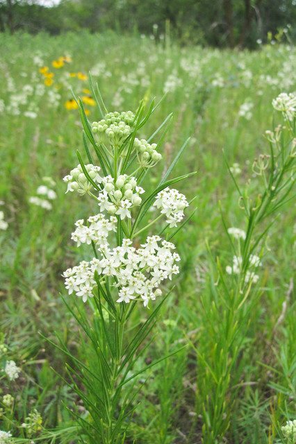 Great Design Plant: Asclepias&nbsp;Verticillata
