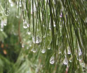 Soothing healing Pine