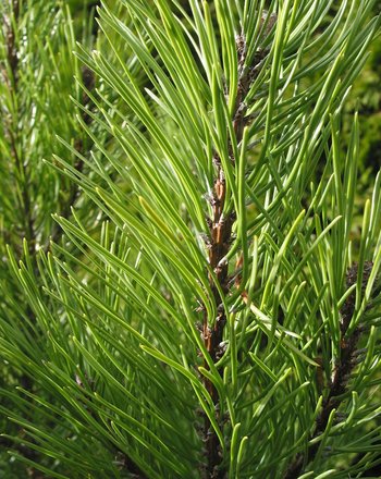 Soothing healing Pine