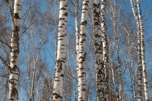 Magickal Correspondences for Birch