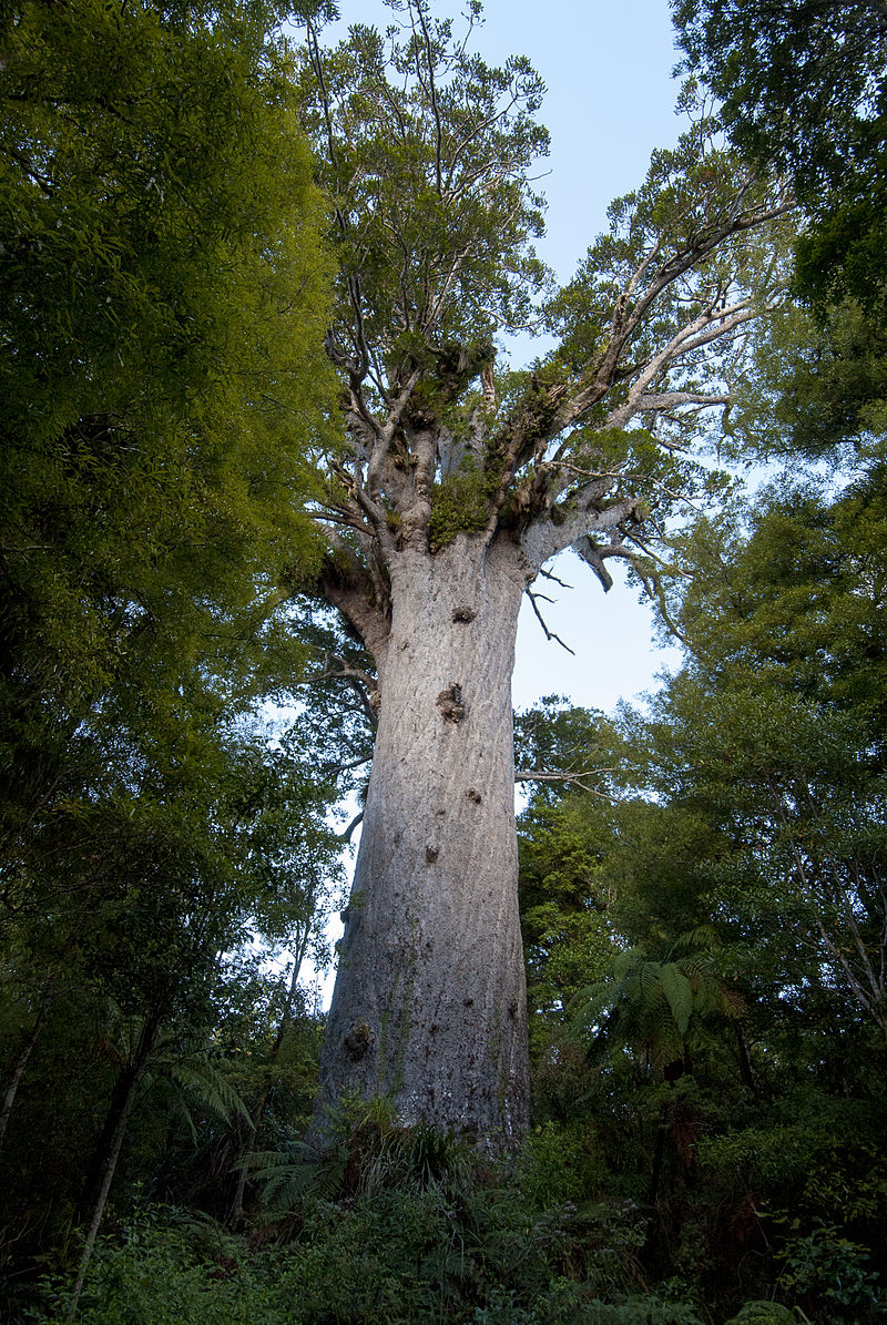 Tāne Mahuta’s [Legend and Lore] New&nbsp;Zealand