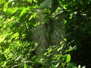 Wildtending, Earth Healing, and Gathering and Sowing the&nbsp;Seeds