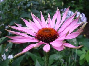 Echinacea Pallida: Purple Cone Flower