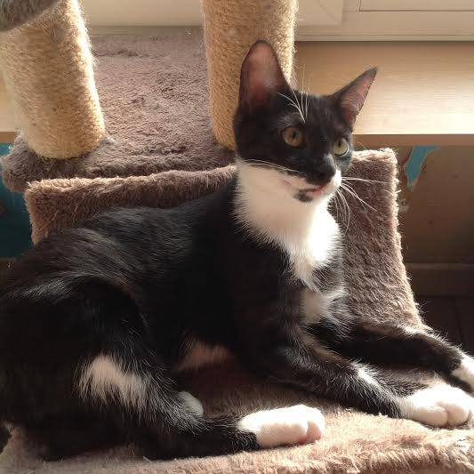 Kattenbrigade: Things are happening…