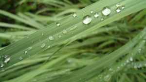 1280px-Cymbopogon_citratus_leaves