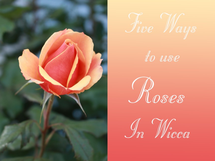5 ways to use roses in wicca