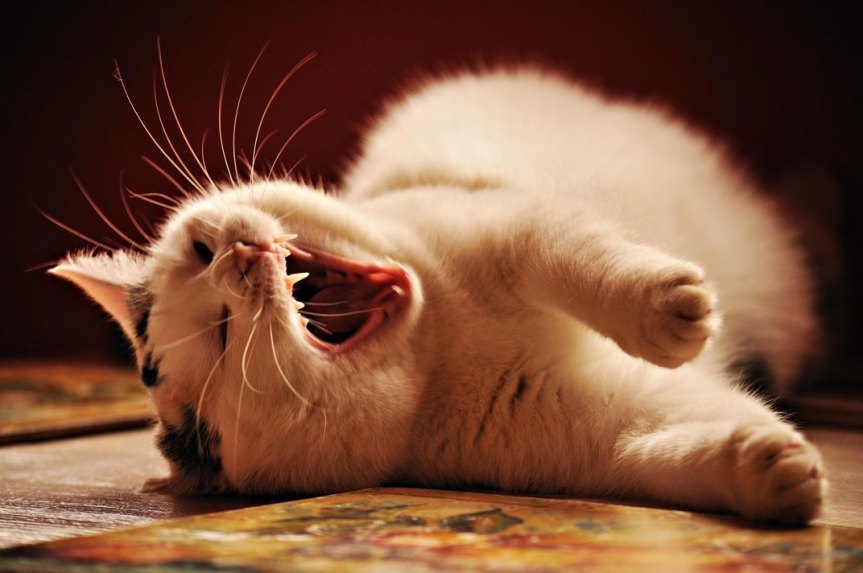 Tips &Tricks: Is It Possible To Convince Your Cat To Sleep In His Or Her Own&nbsp;Bed?