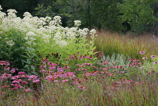 4 Tips for Designing a Wildlife-Friendly Small&nbsp;Garden